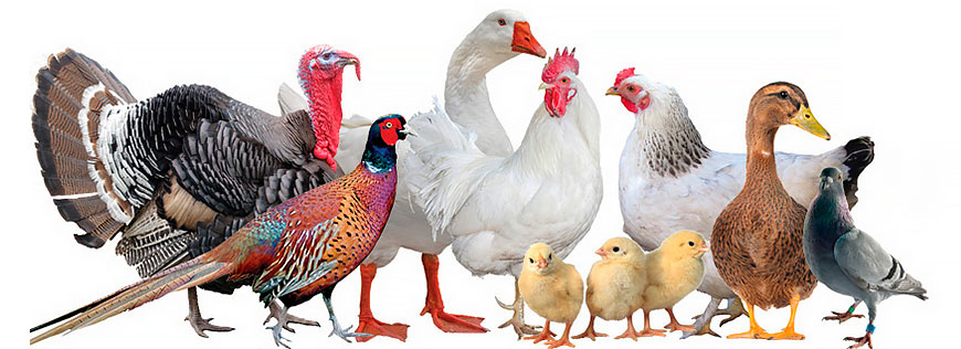 Как избавиться от куриных вшей, блох и клещей?
