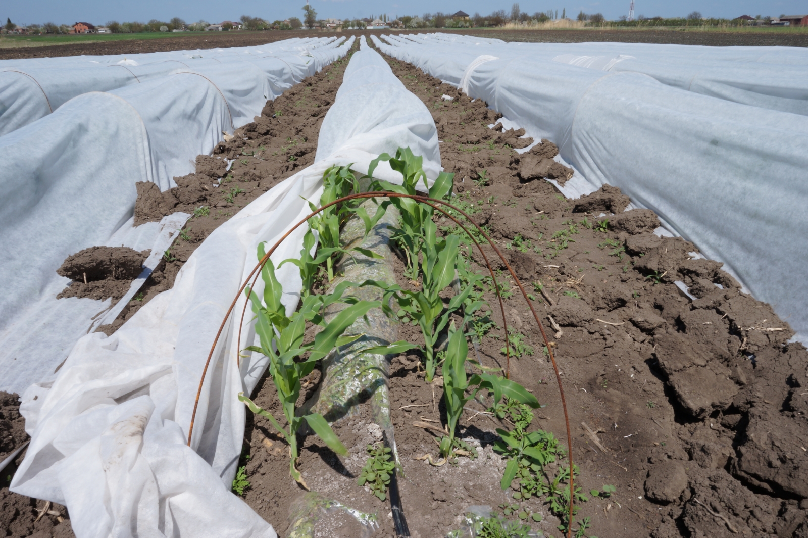 Выращивание сахарной кукурузы в парнике – стартап для малоземельныхфермеров