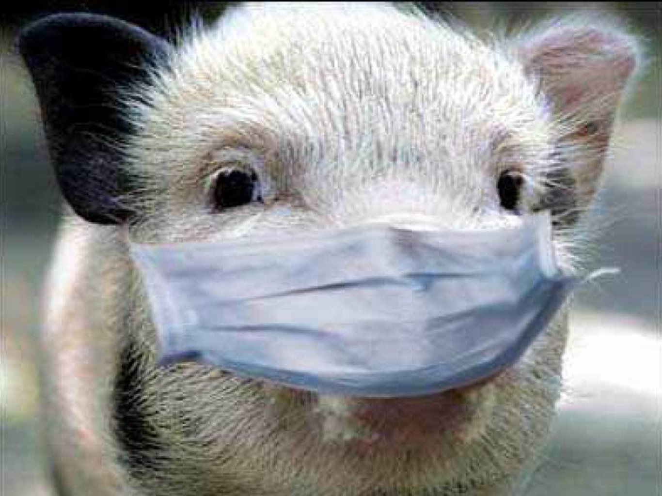 Эпизоотии животных. Свинья в медицинской маске. Животное в медицинской маске.