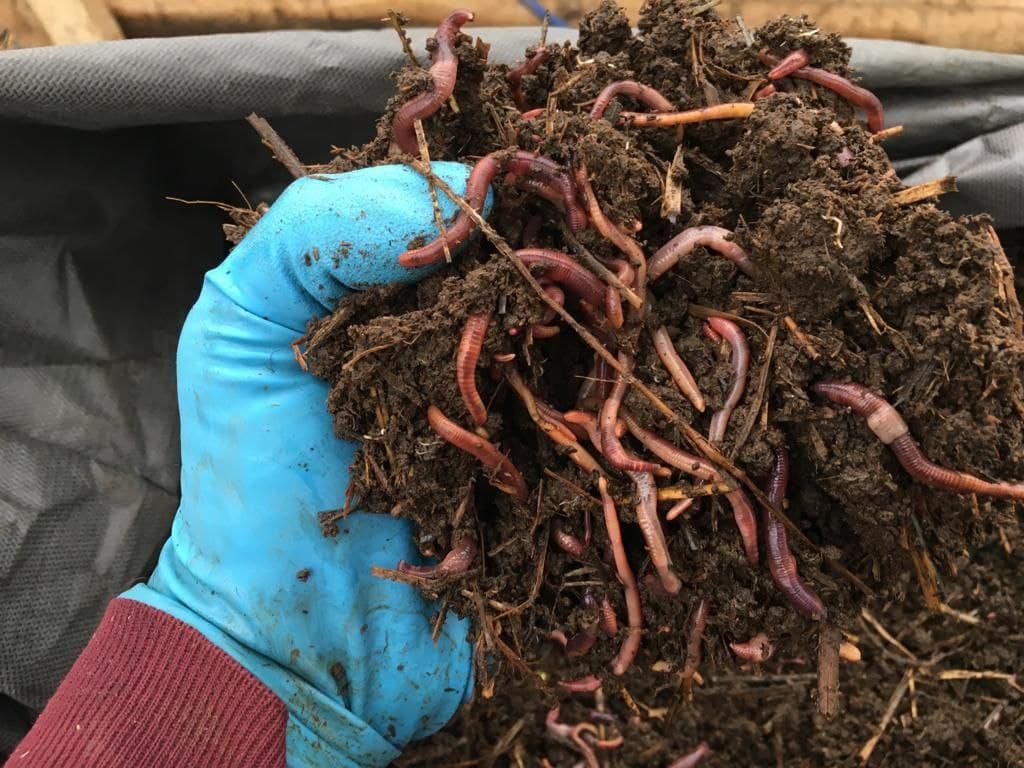 Как выращивать червей для рыбалки в домашних условиях
