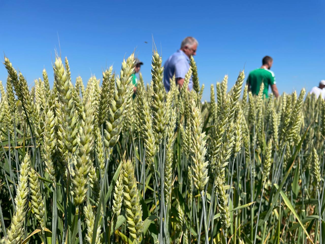 Вывозная пошлина на пшеницу в России сегодня. Вывозные пошлины на пшеницу и кукурузу 29 мая 2023.
