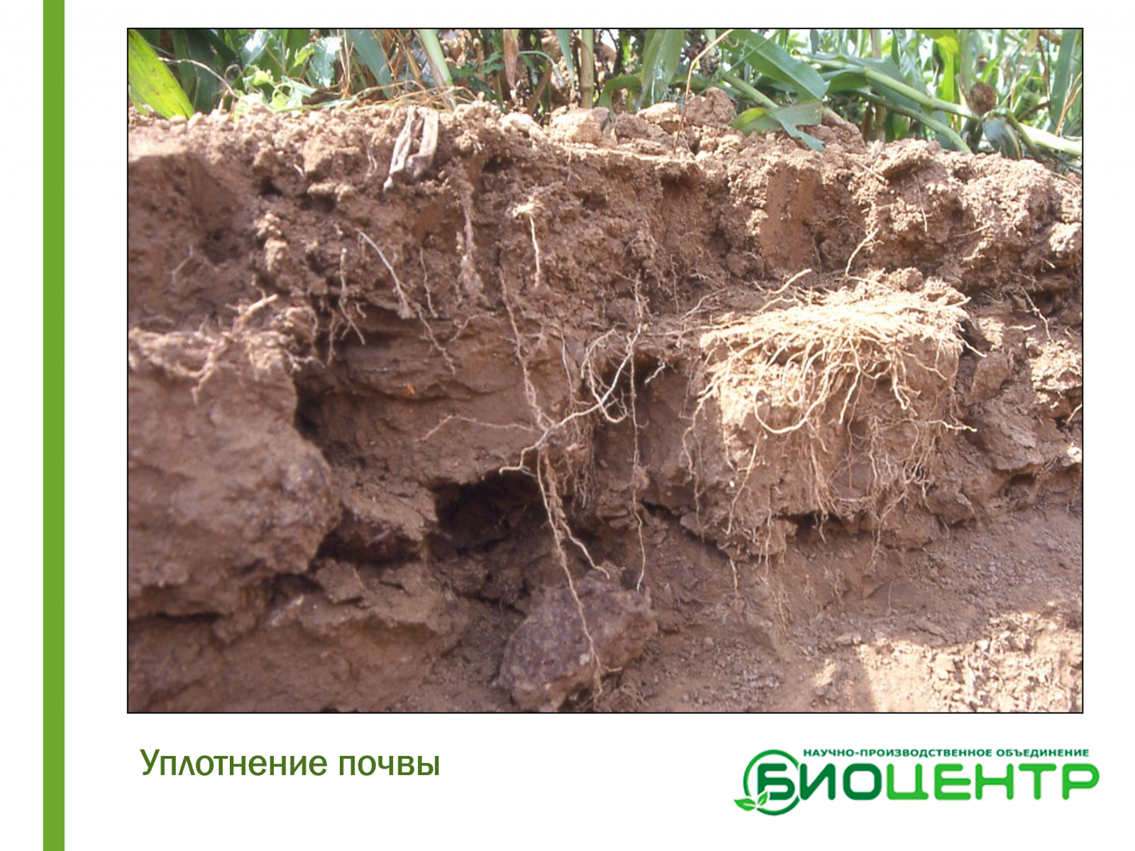 Здоровье почвы. Разрушение почвы. Естественное плодородие почвы. Подзолистые почвы фото. Плодородие почвы калужской области