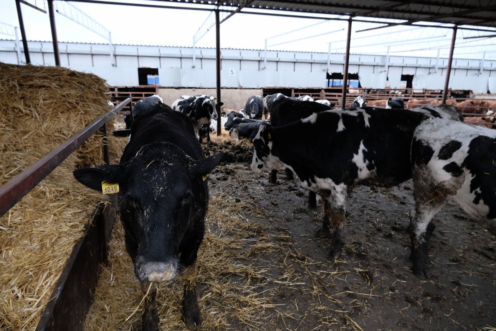 Откорм бычков на мясо: как выгодно выращивать КРС. День фермы в кооперативе  «Восход» [+ВИДЕО] | agrobook.ru