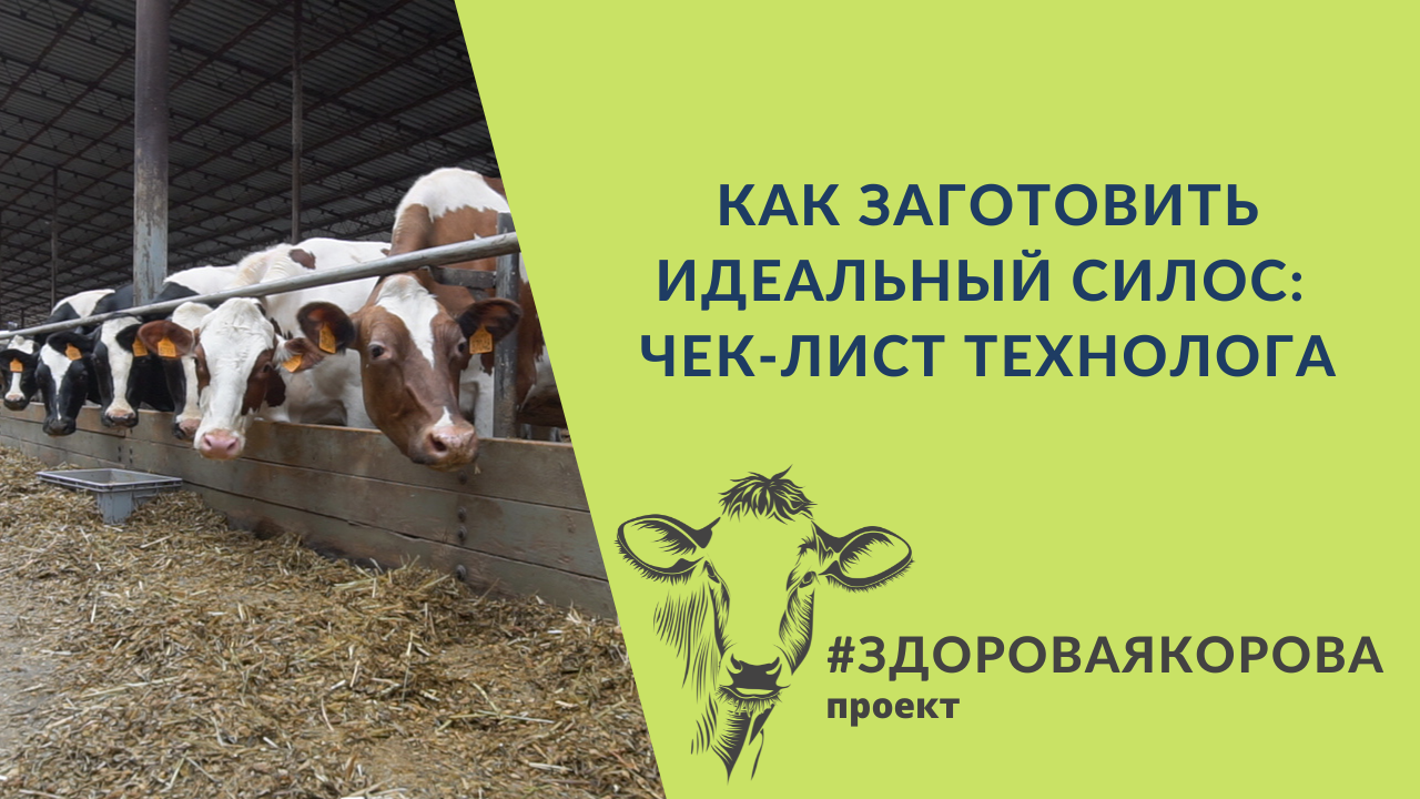 Как заготовить идеальный силос: чек-лист технолога [+ВИДЕО] | agrobook.ru