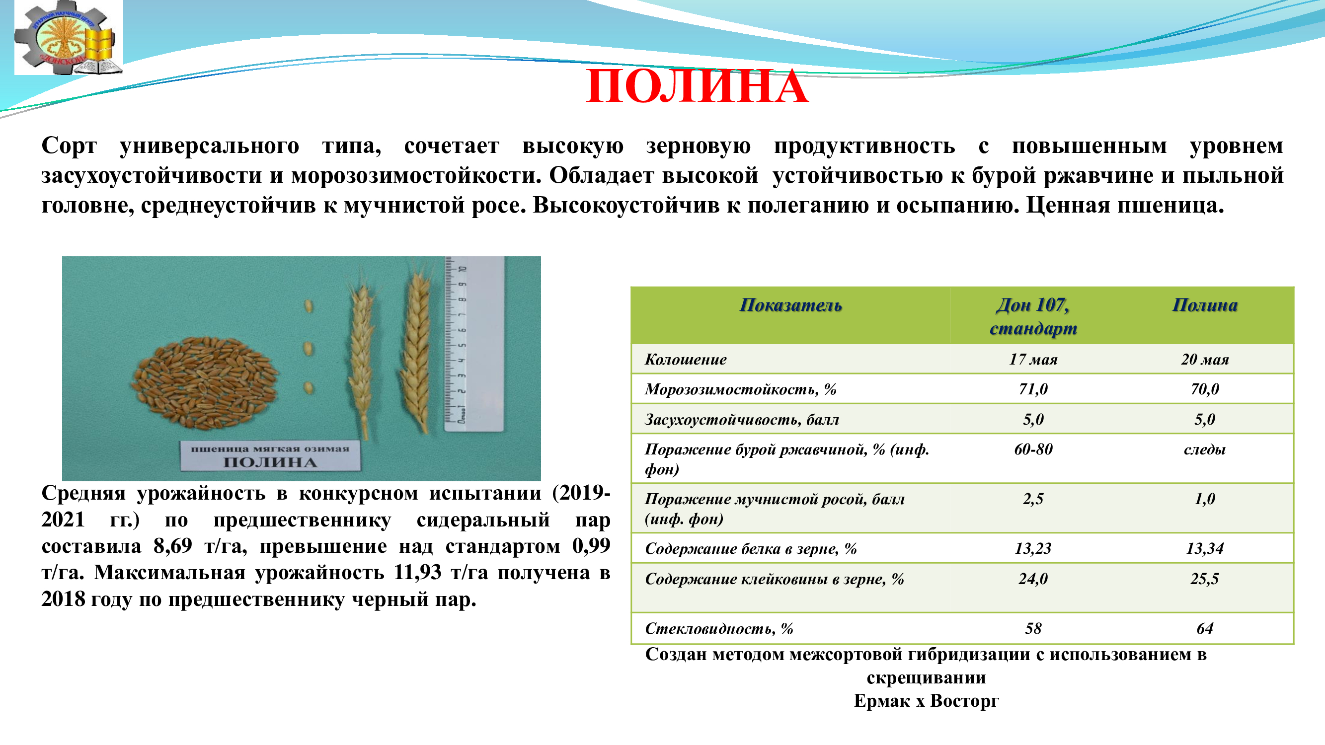 Сравнение сортов пшеницы. Сорта пшеницы. Сорта пшеницы на английском. Сорт пшеницы трансфер. Пшеница Лидер 80.