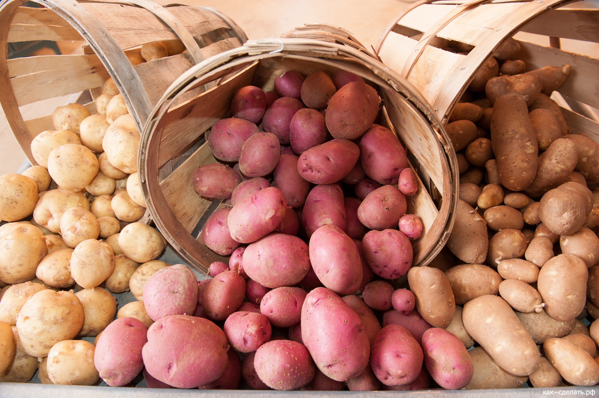 Как получить большой урожай картофеля