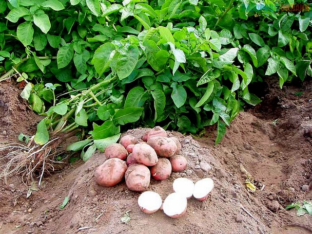 Секреты выращивания картофеля