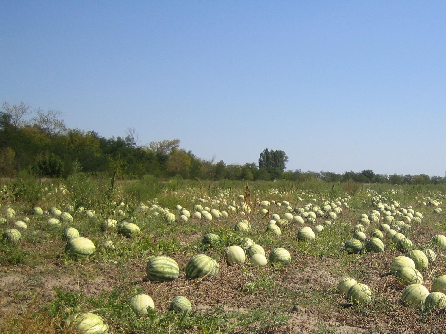 Бахчевая культура на кашу