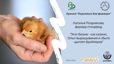 Этот бизнес - как казино. Опыт выращивания и сбыта цыплят-бройлеров