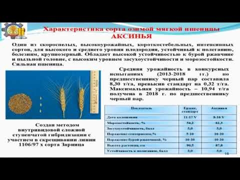 Сорта и показатели качества семян озимой пшеницы донской селекции