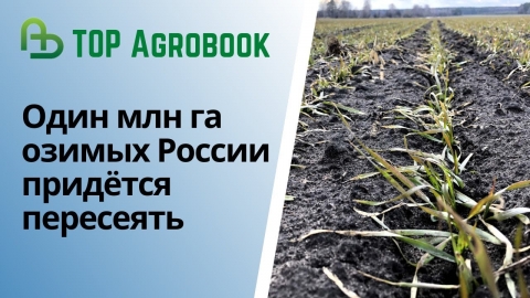 Один миллион га озимых России придётся пересеять. TOP Agrobook: обзор аграрных новостей