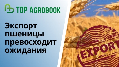 Экспорт пшеницы превосходит ожидания. TOP Agrobook: обзор аграрных новостей