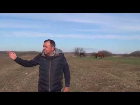 Поля аграриев в Ростовской области оккупированы «бесхозными» животными