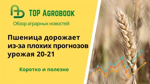 Пшеница дорожает из-за плохих прогнозов урожая 20-21. TOP Agrobook: обзор аграрных новостей