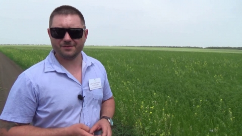 Посевы льна и гороха: День органического земледелия в «Био-хуторе Петровском»