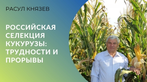 Российская селекция кукурузы: трудности и прорывы