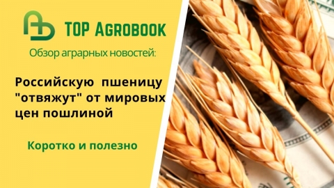 Российскую пшеницу "отвяжут" от мировых цен пошлиной. TOP Agrobook: обзор аграрных новостей