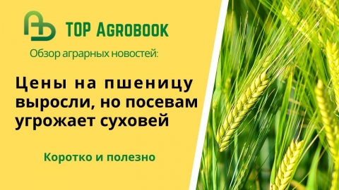 Цены на пшеницу выросли, но посевам угрожает суховей. TOPAgrobook: обзор аграрных новостей