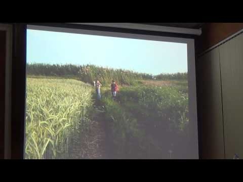 Опыт выращивания тритикале