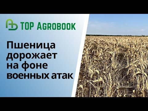 Пшеница дорожает на фоне военных атак | TOP Agrobook: обзор аграрных новостей