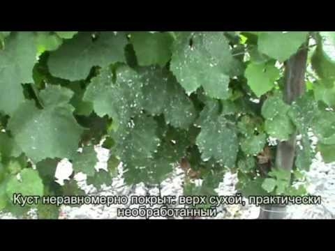 Опрыскиватель садовый вентиляторный «Виктория»