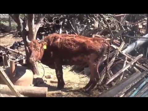Коровы в антисанитарных условиях на подворье в Ростовской области