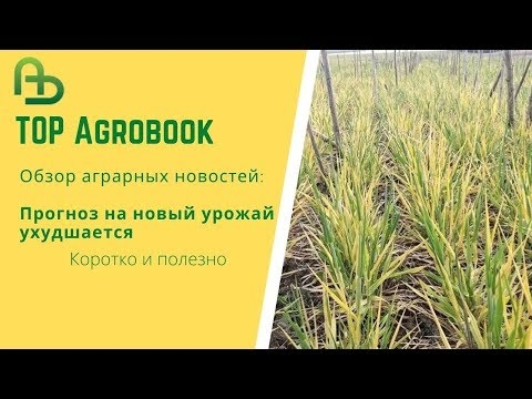 Прогноз на новый урожай ухудшается. TOP Agrobook: обзор аграрных новостей