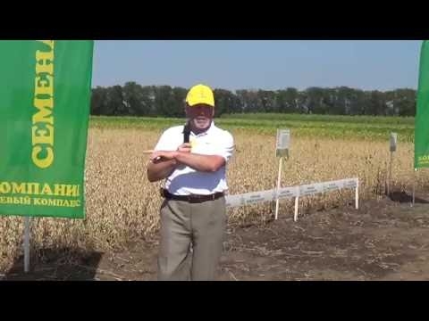 Сорта сои: полевая демонстрация на Дне поля-2016 Краснодарского края