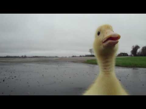 Duck Run