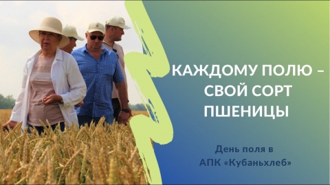 Каждому полю – свой сорт пшеницы| День поля в АПК «Кубаньхлеб»