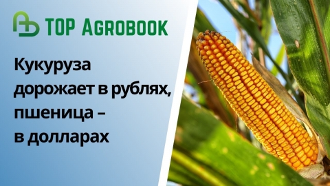 Кукуруза дорожает в рублях, пшеница – в долларах | TOP Agrobook: обзор аграрных новостей