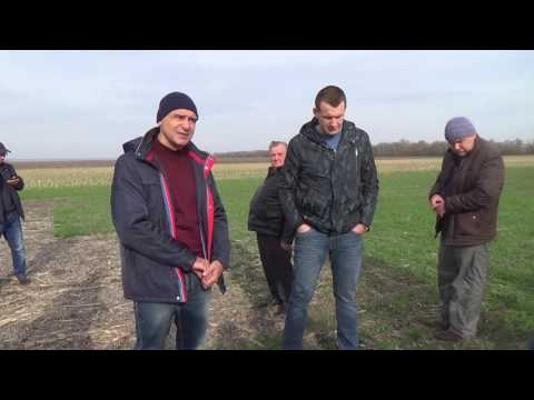 Опят прямого посева. Покровные культуры