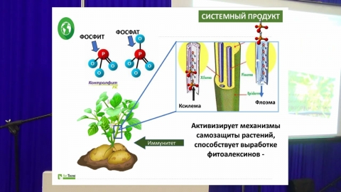 Удобрения «Агритекно»: практика и эффективность применения на капельном поливе