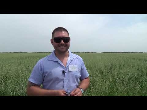 Выращивание чечевицы. Бинарные посевы: День органического земледелия в «Био-хуторе Петровском»