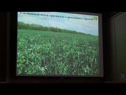 Тритикале: как выбрать сорт и достичь высокого урожая