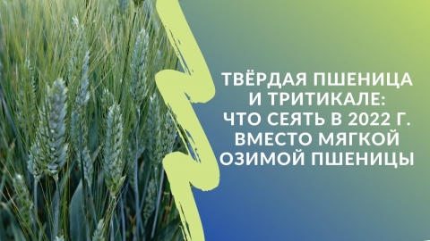 Твёрдая пшеница и тритикале: что сеять в 2022 году вместо мягкой озимки