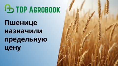 Пшенице назначили предельную цену | TOP Agrobook: обзор аграрных новостей