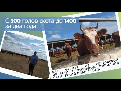 С 300 до 1400 голов скота за два года: как фермер выполнил с рекордом пятилетний план гранта
