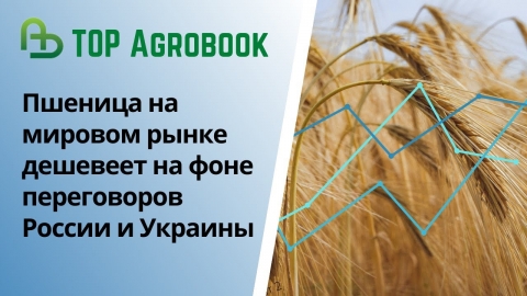 Пшеница дешевеет на фоне переговоров России и Украины. TOP Agrobook: обзор аграрных новостей
