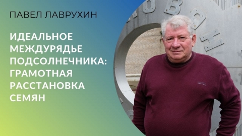 Идеальное междурядье для подсолнечника: грамотная расстановка семян на поле. Учёный Павел Лаврухин