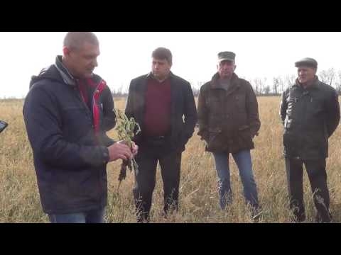 Практика применения технологий прямого посева. Горчица и редька масличная как покровный культуры