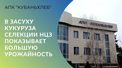 В засуху кукуруза селекции НЦЗ им. П.П. Лукьяненко показывает большую урожайность