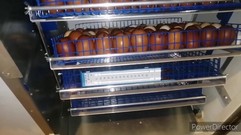 Открываю сезон инкубации 2021! Инкубатор РЭМИЛ 270)))