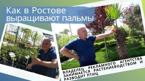 Почему сочинцы покупают пальмы в Ростове? Какие еще удивительные растения выращивает Аркадий Зятиков