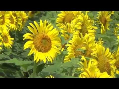 Демонстрация гибридов подсолнечника на Дне поля-2016 в Волгоградской области