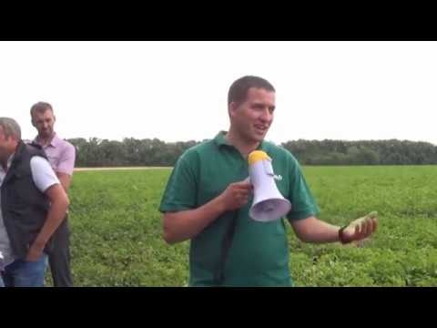 Технология выращивания картофеля на поливе. Подкормки, защита. Опыт КФХ Юзефова