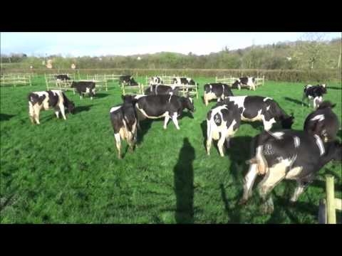 Dancing cows. Spring 2017. Full uncut version