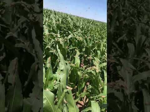 Саранча атакует поля кукурузы