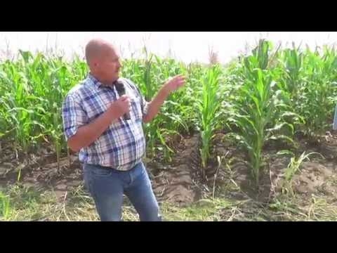 Демонстрация гибридов кукурузы на Дне поля-2016 в Волгоградской области
