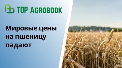 Мировые цены на пшеницу падают. TOP Agrobook: обзор агроновостей [+ВИДЕО]
